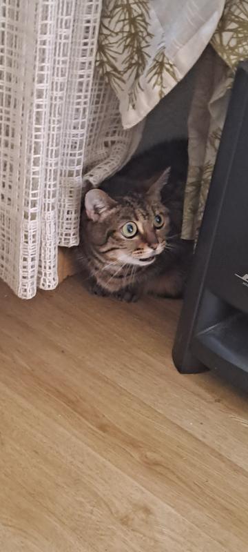 *SPOED* Muis