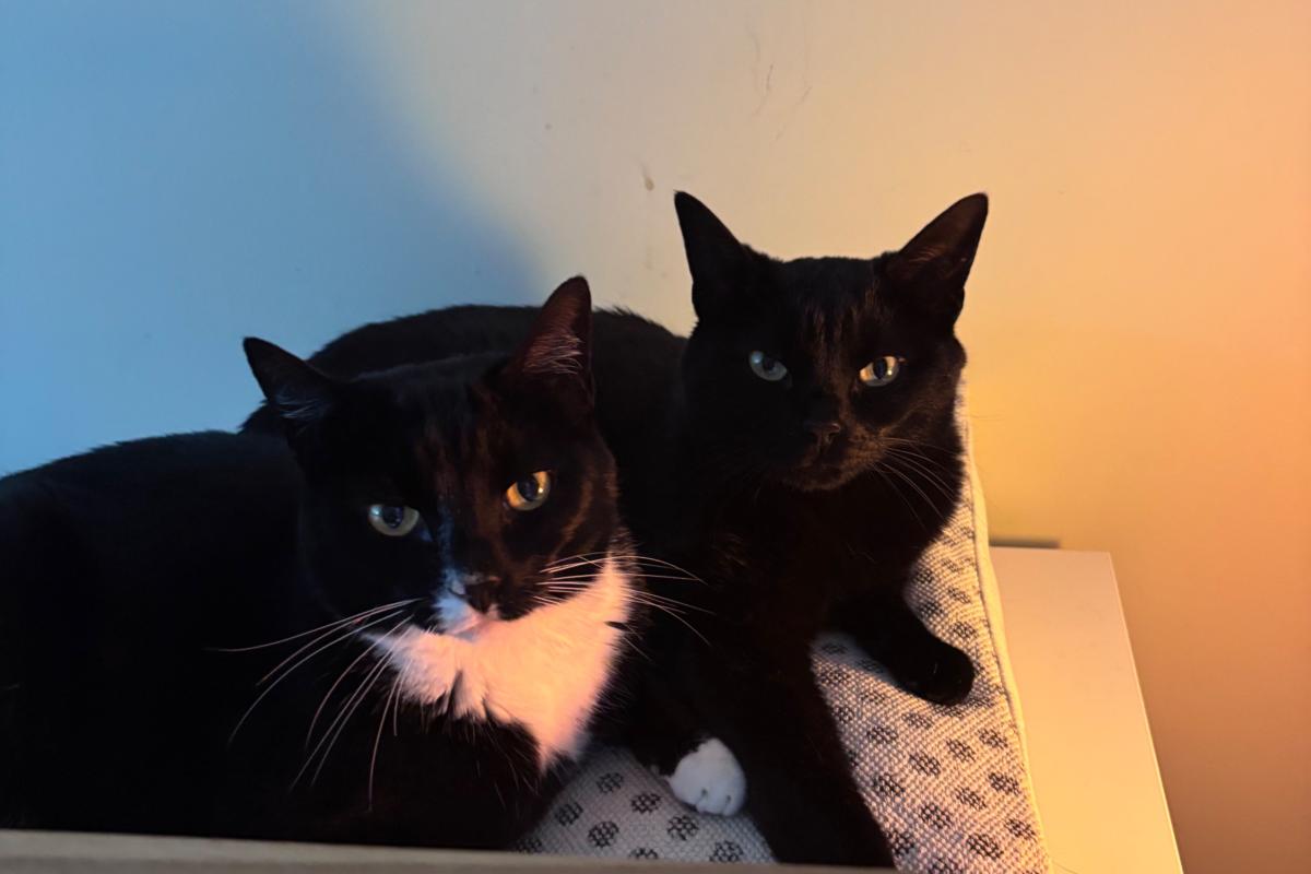 Whisky