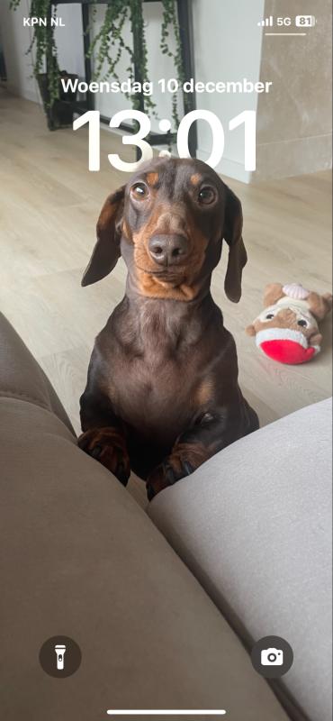 Maurice de hond
