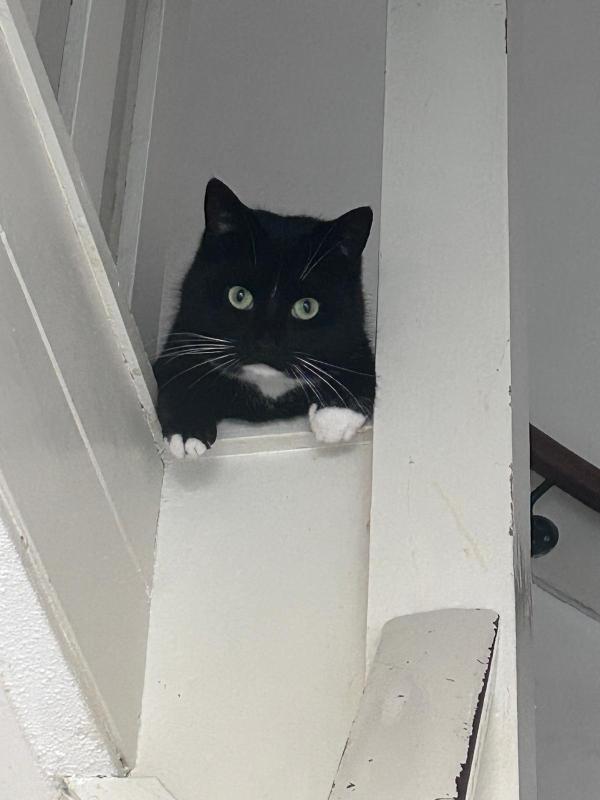 Pieper