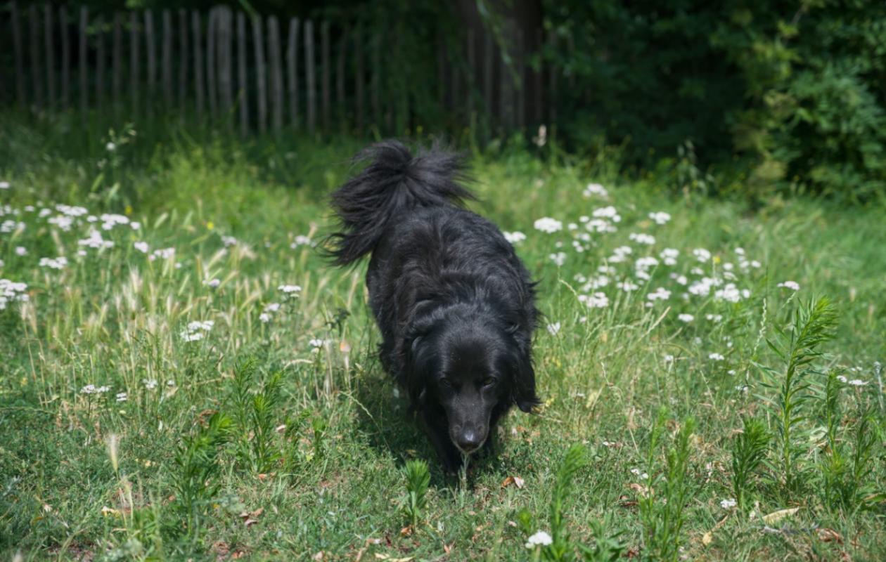 Zeytin