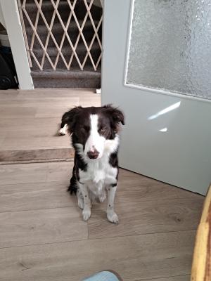 Odin