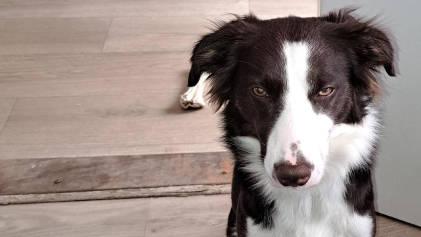 Odin