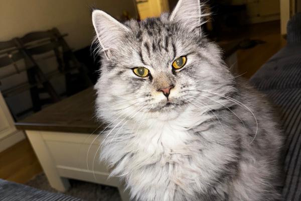 Ollie
