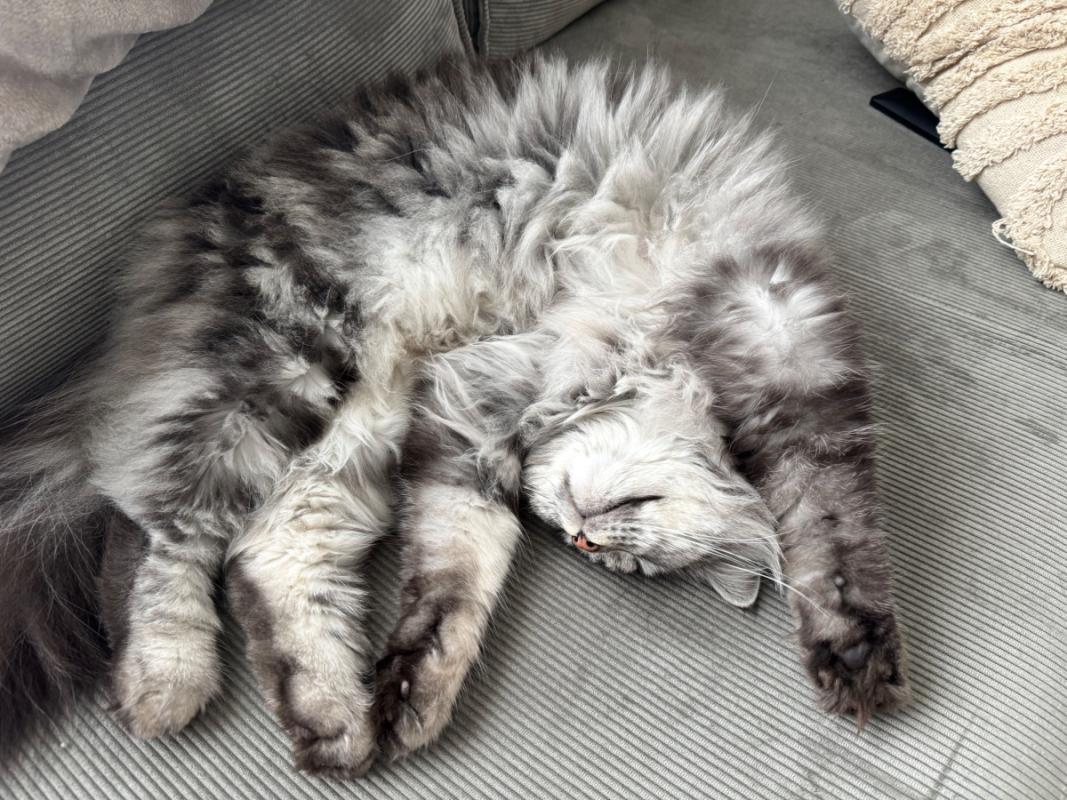 Ollie