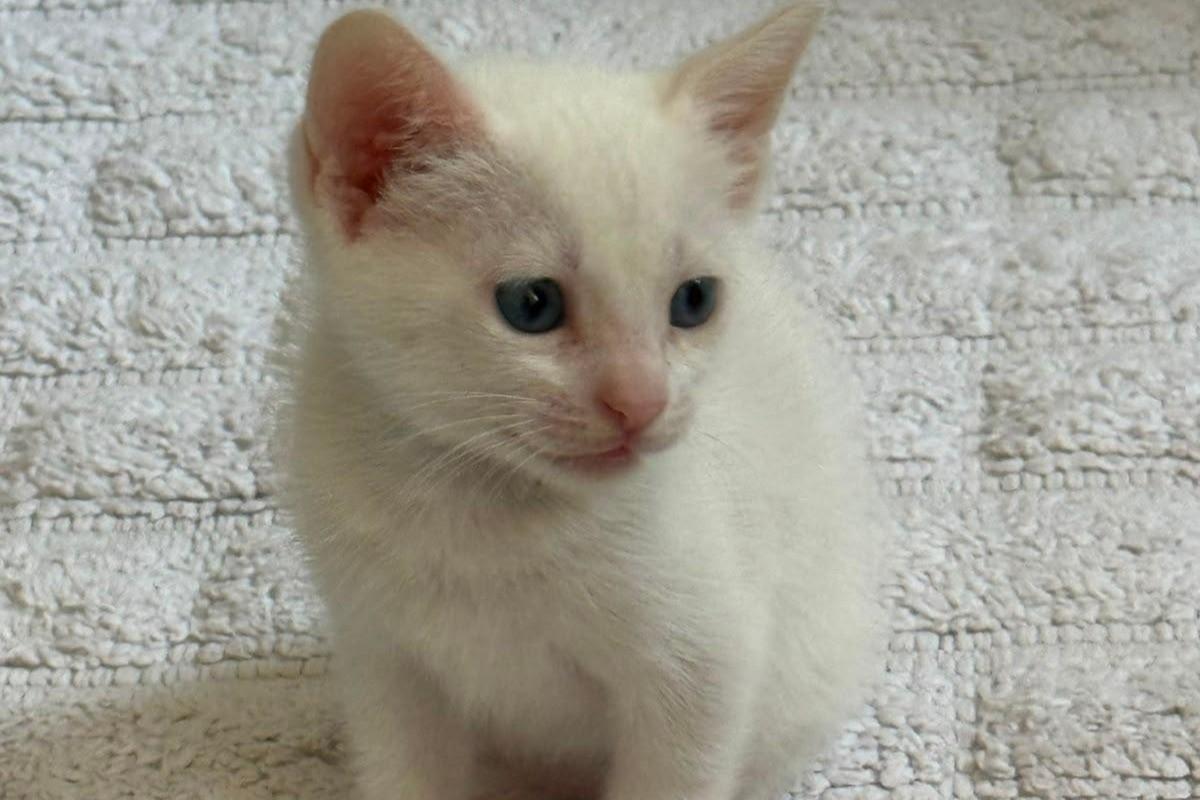 Lily