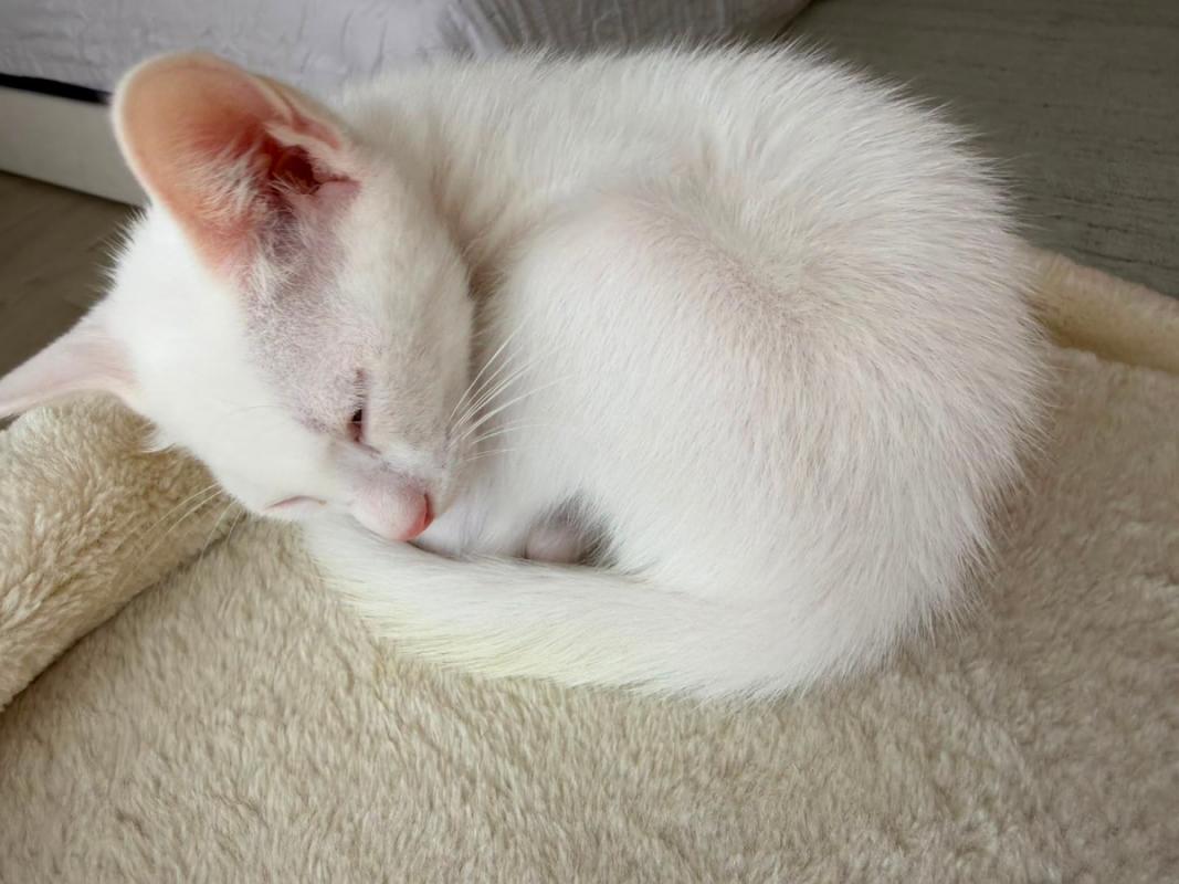 Kimi