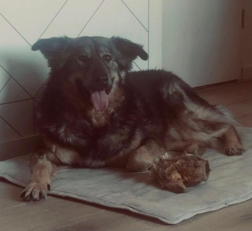 Buddy