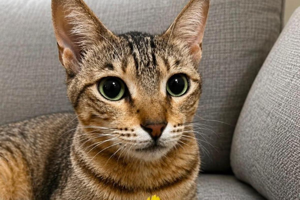 Elira