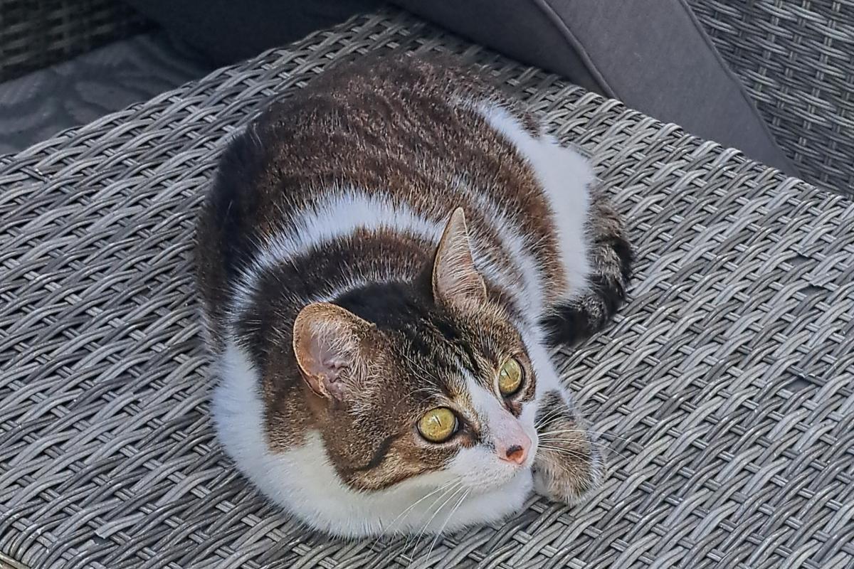 Lulu