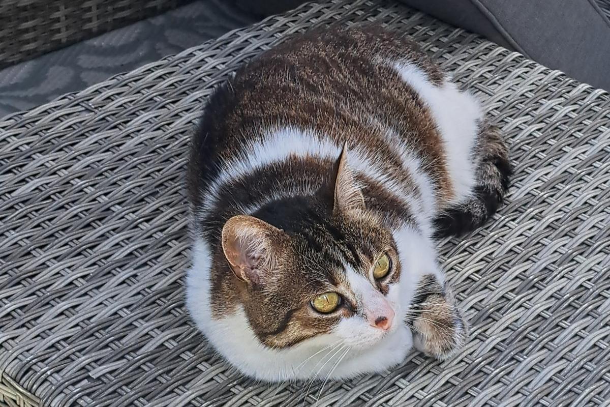 Lulu