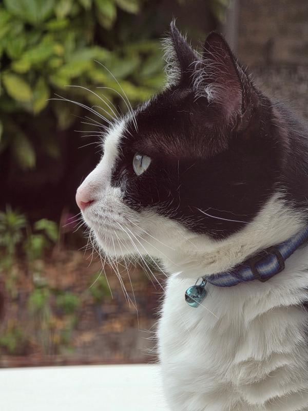 Kira