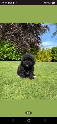 Pip