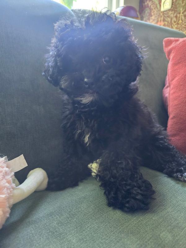 Pip