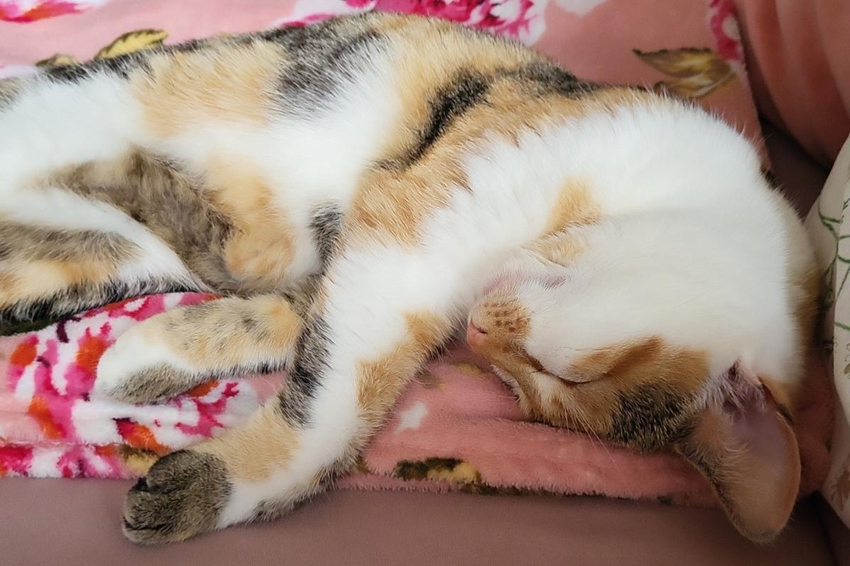 Keesje