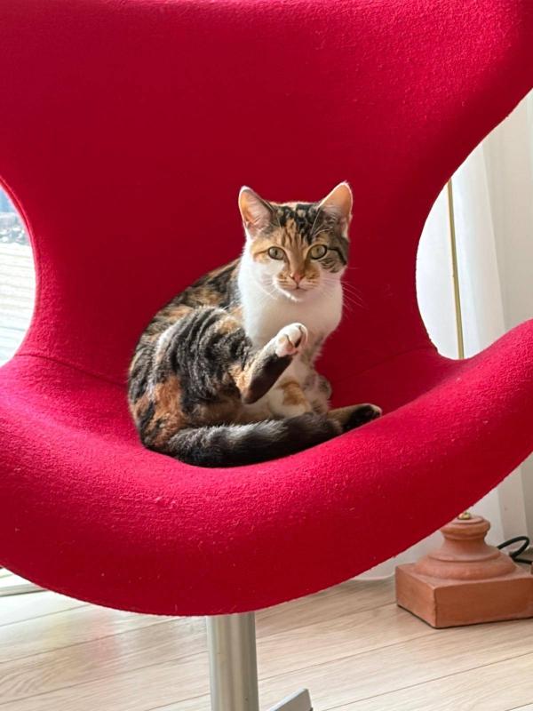 Keesje