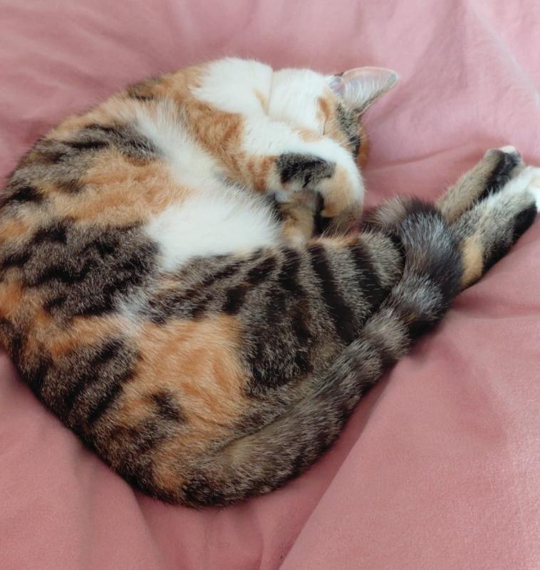 Keesje