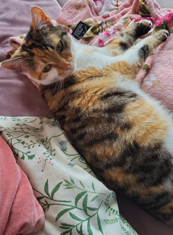 Keesje