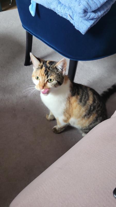 Keesje