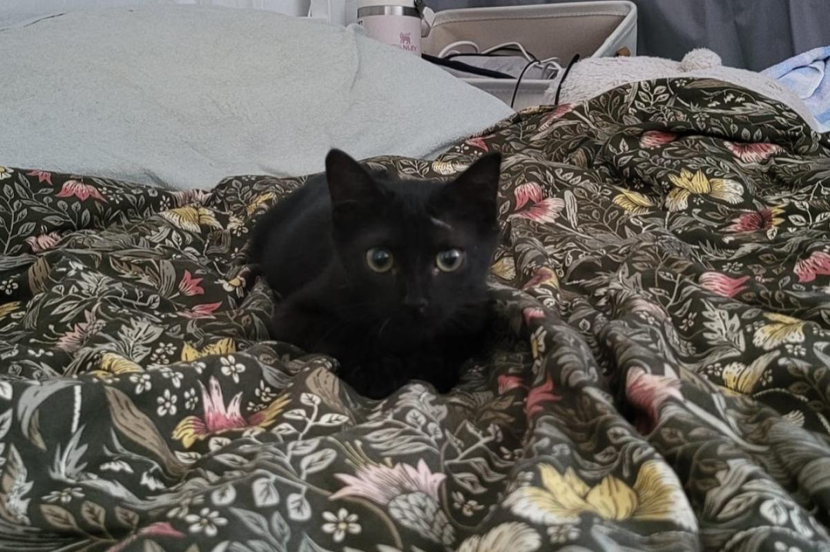 Panther