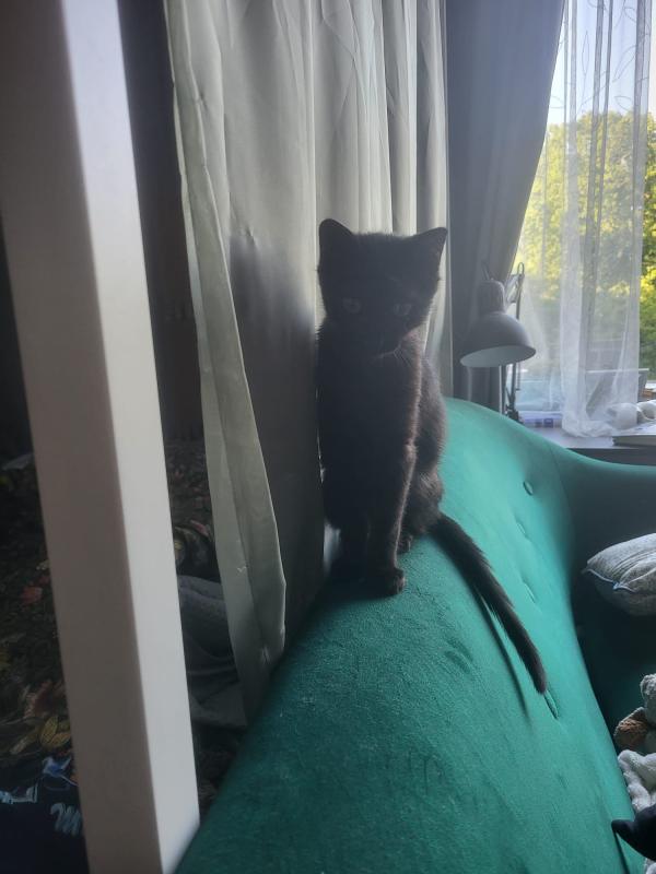 Panther