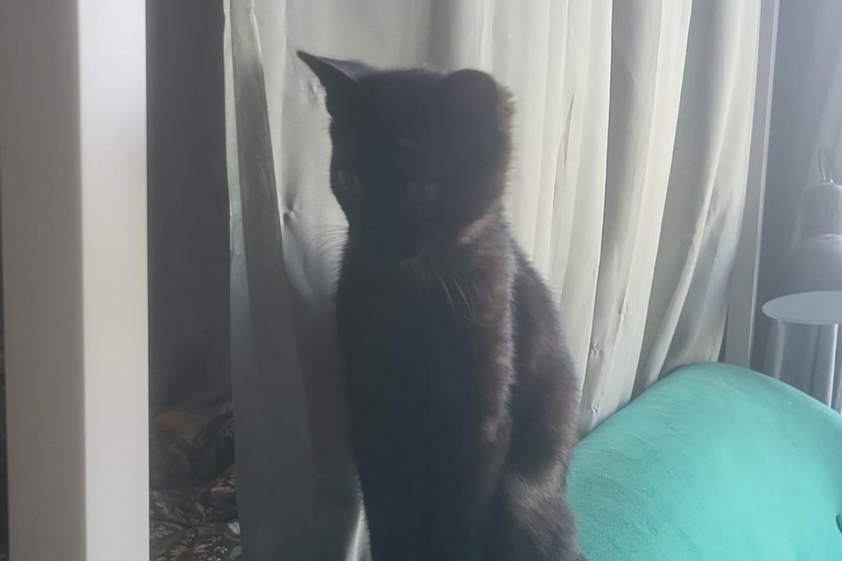 Panther