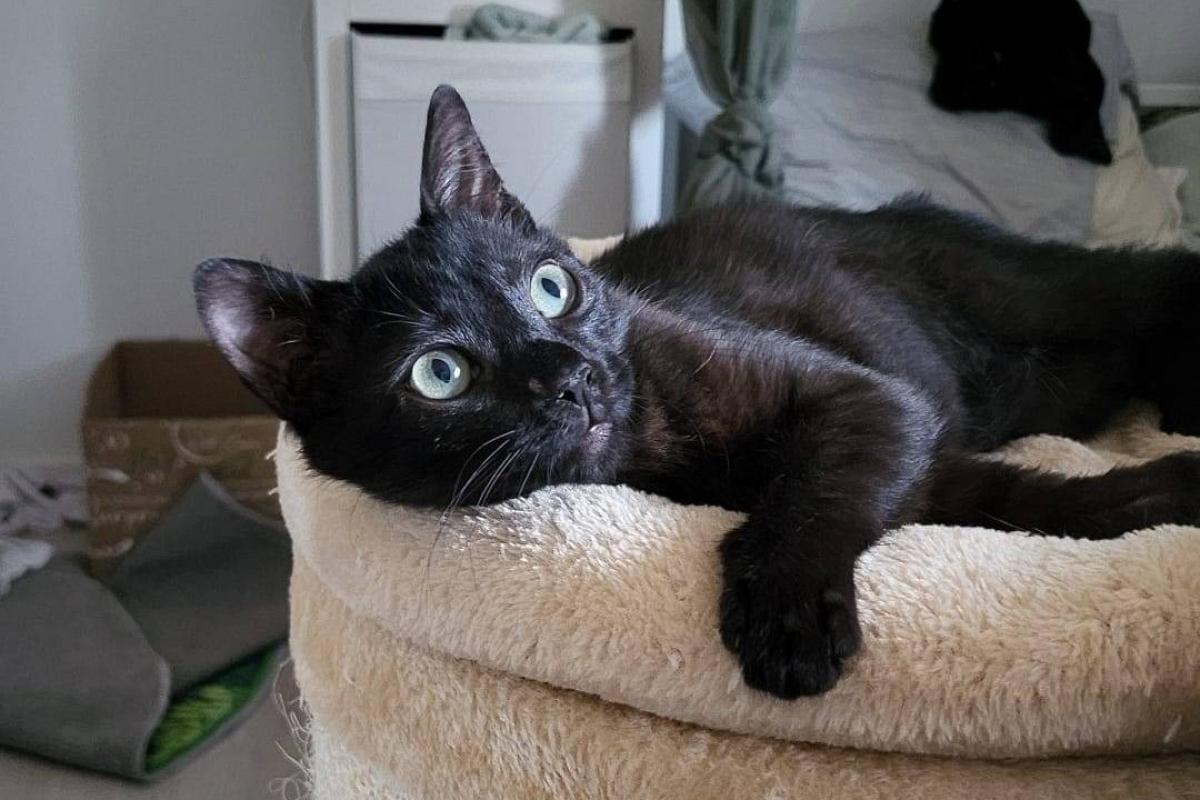 Panther