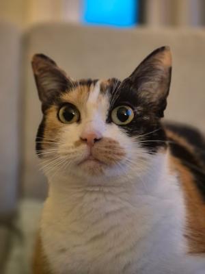 Rosie