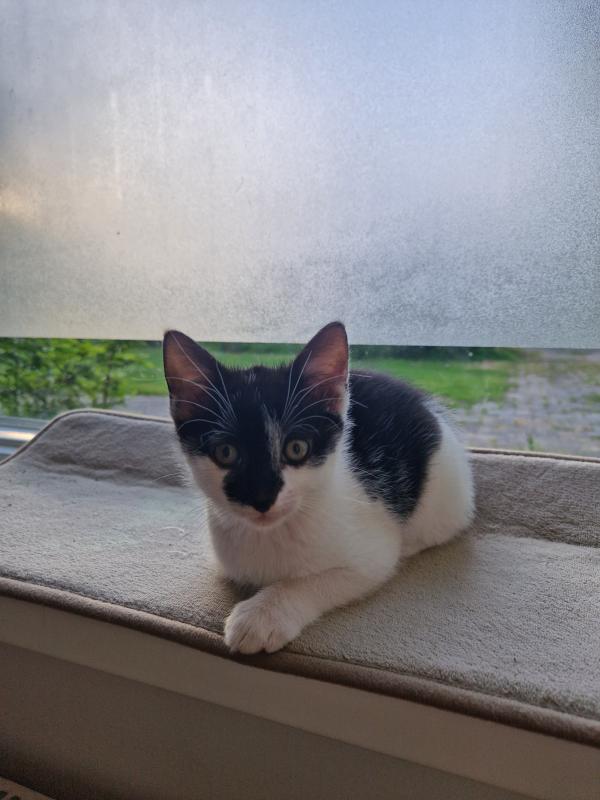 Odin