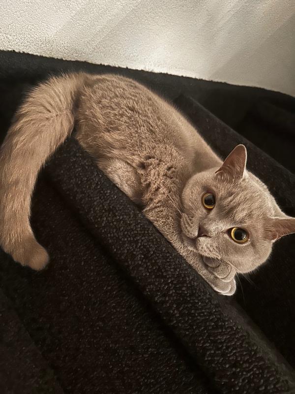Duman