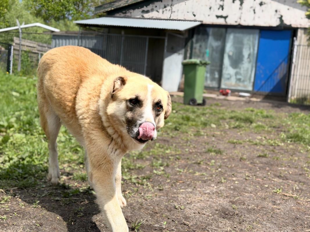 Dobri