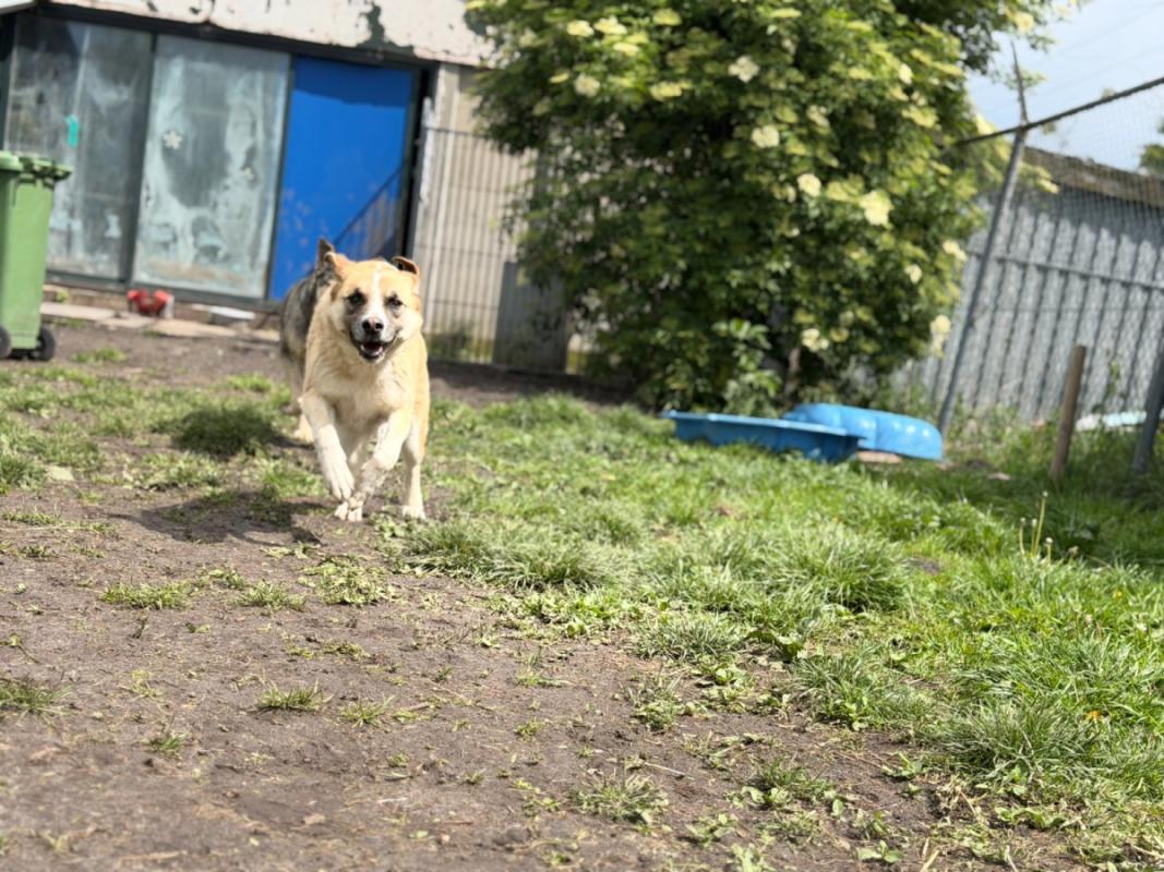 Dobri
