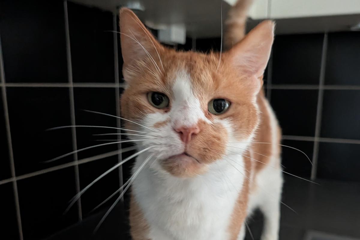Benji