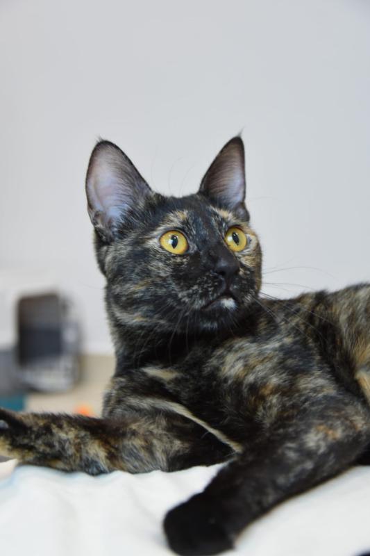 Lilie