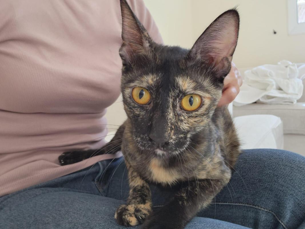 Lilie