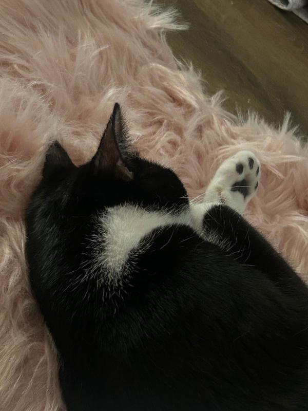 Benji