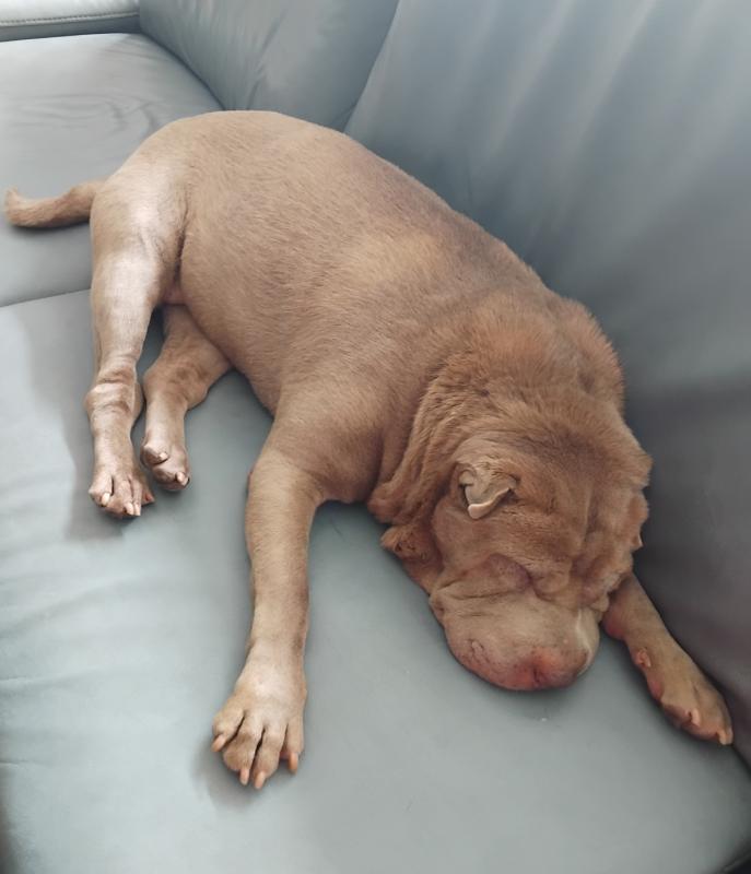 Ginger