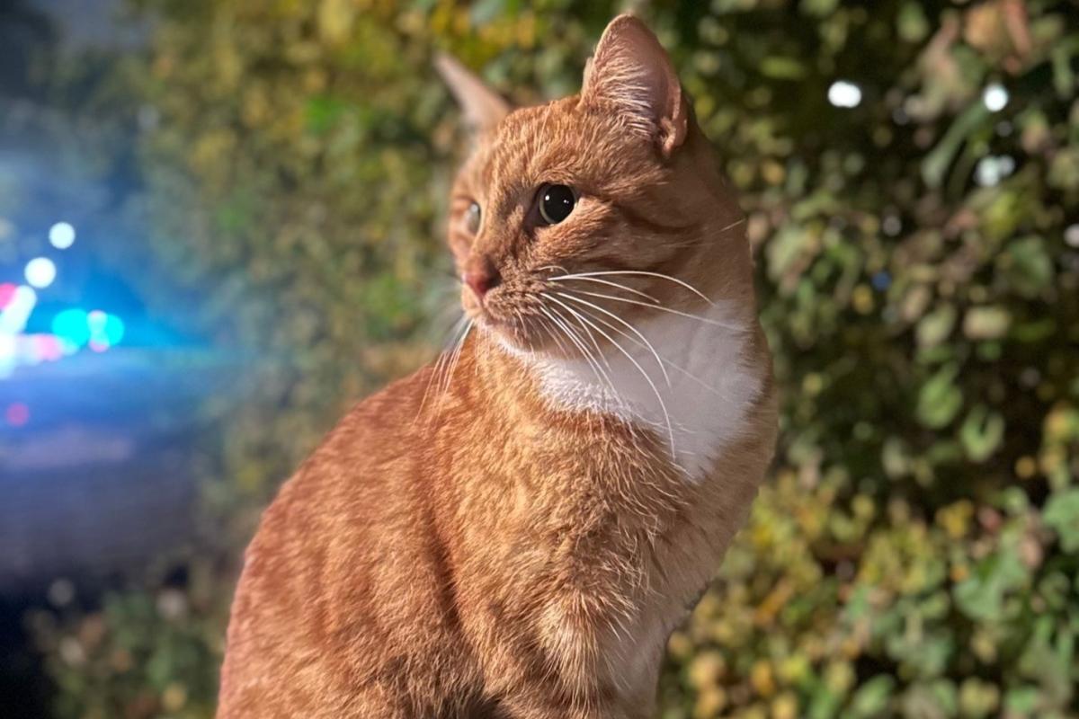 Simba