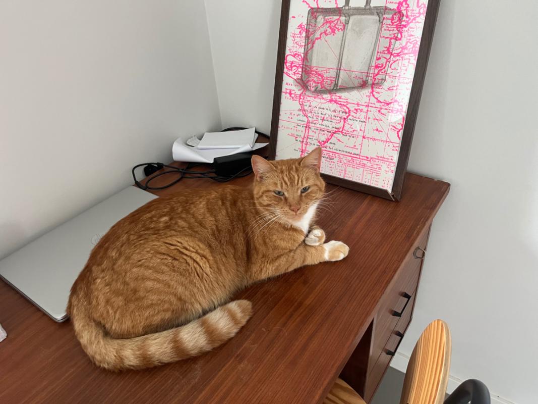 Simba
