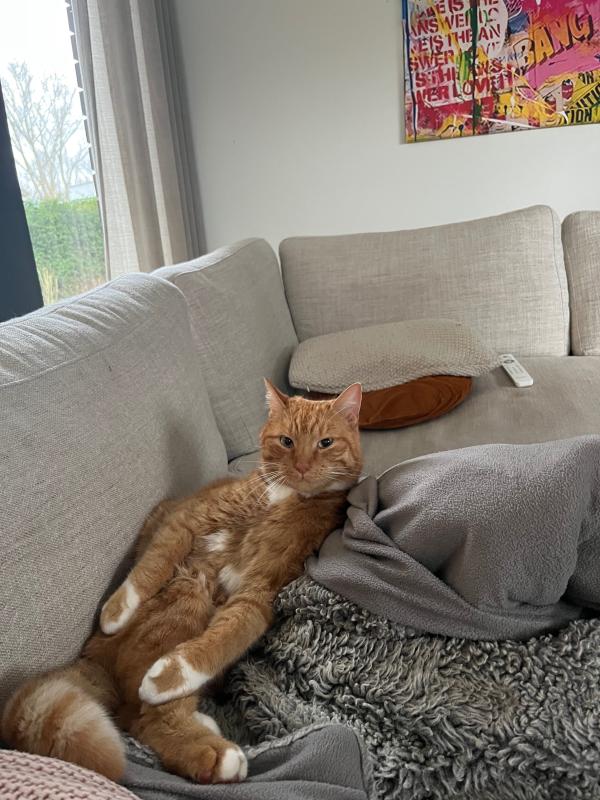 Simba
