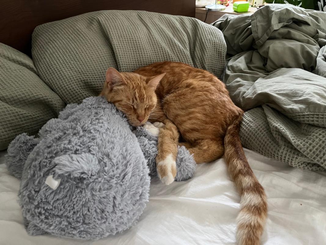 Simba