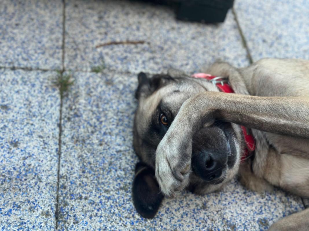 Hazel