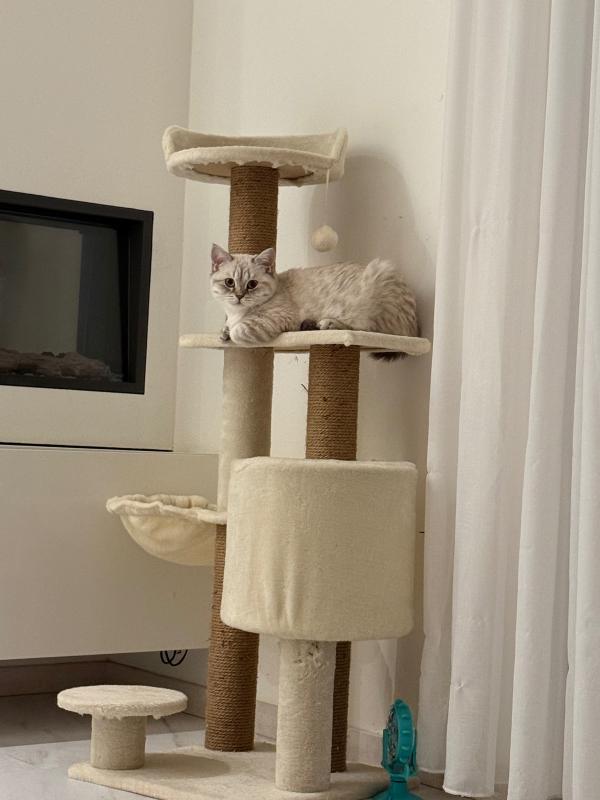 Snowy