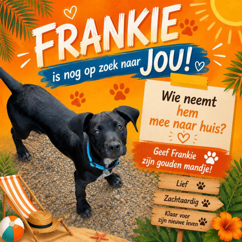 Frankie