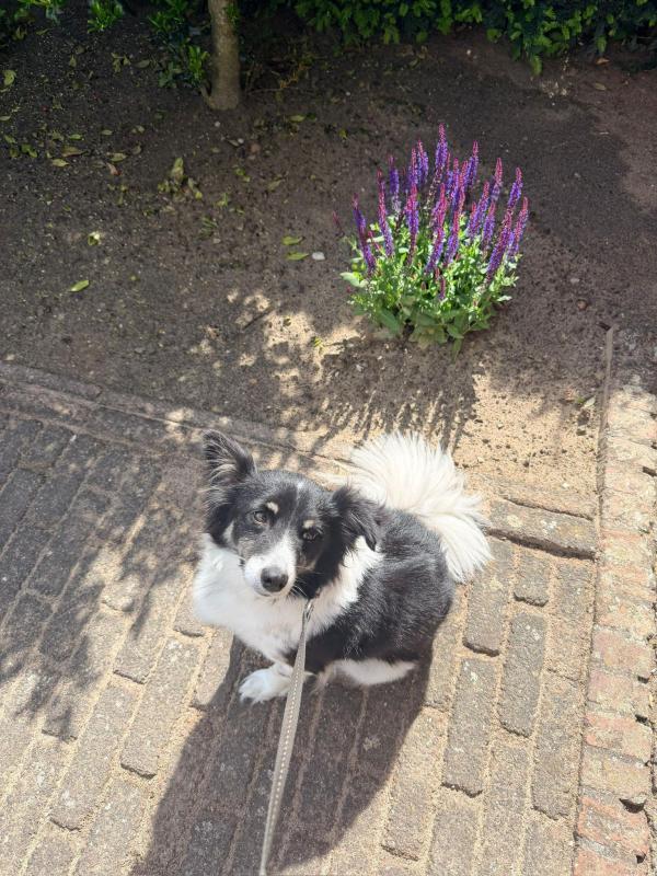 Sammie