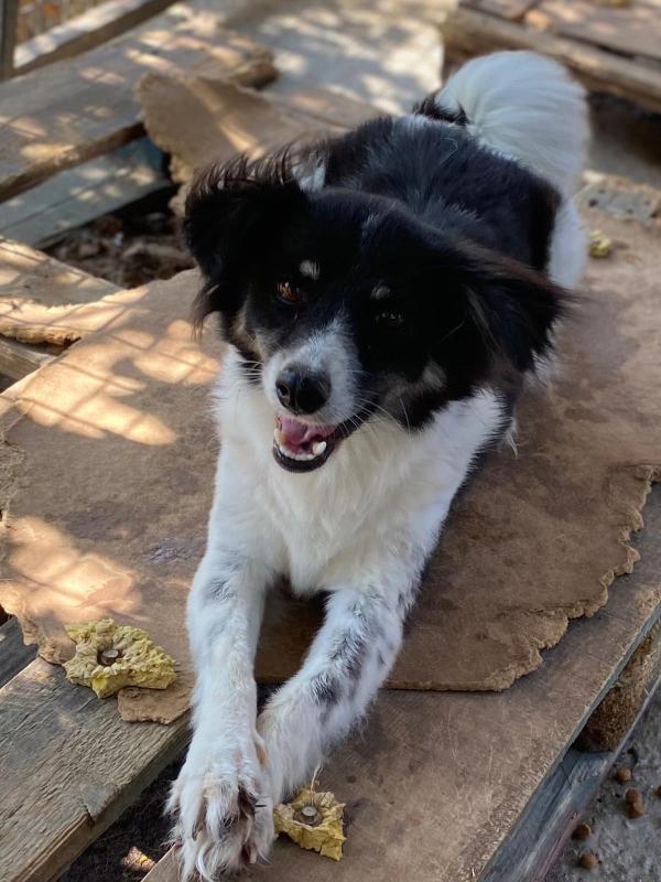 Sammie