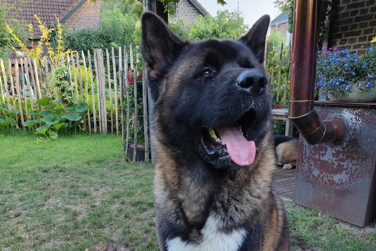 Björn