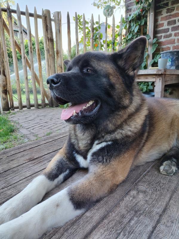 Björn