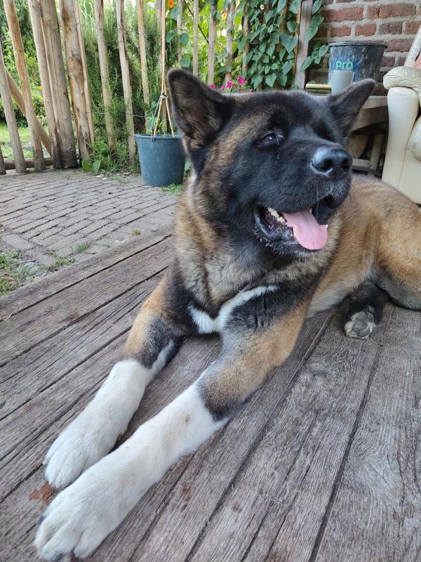 Björn