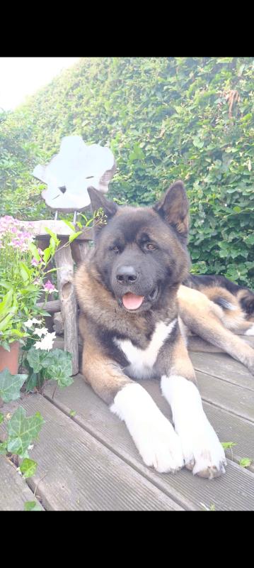 Björn